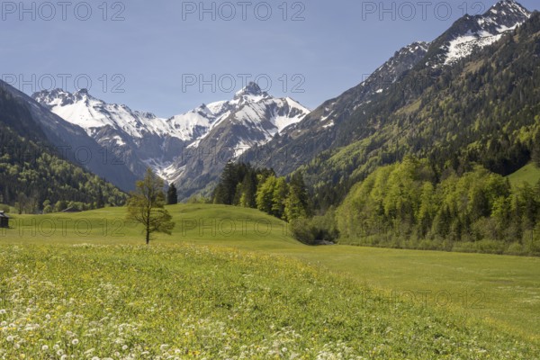 Spring meadow in the Trettach valley, near Oberstdorf, behind it the Trettachspitze, 2595m, Allgäu Alps, Allgäu, Bavaria, Germany