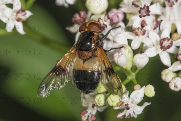 A Pellucid Fly (Volucella pellucens) sitting on small white flowers of dwarf elderberry (Sambucus ebulus), Baden-Württemberg, Germany