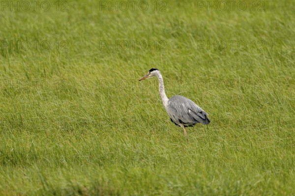 Grey heron (Ardea cinerea), Vulkaneifel, Rhineland-Palatinate, Germany