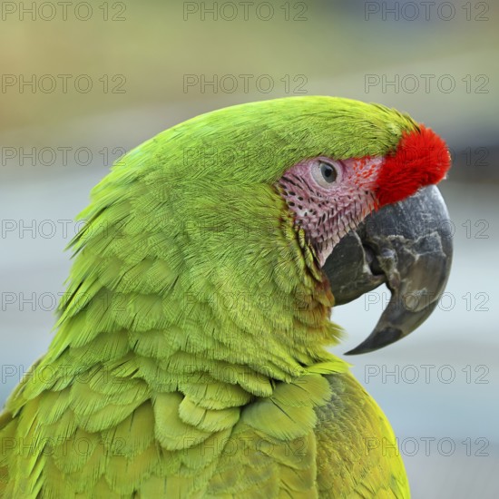 Great green macaw (Ara ambigua), animal portrait, captive, occurrence in South America, Hesse, Germany