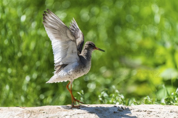A bird with outstretched wings stands on a stone in the greenery, Redshank, (Tringa totanus), France