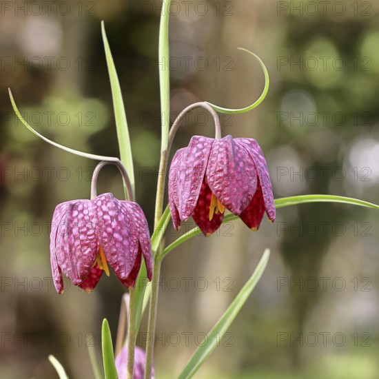 Snake's Head Fritillary (Fritillaria meleagris), flowers in a meadow, inflorescence, early bloomer, spring, Wilnsdorf, North Rhine-Westphalia, Germany