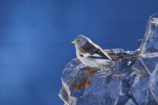 Snowfinch (Montifringilla nivalis), a bird sits quietly on a snow-covered rock, Gemmi Pass, Leukerbad, Leuk, Valais, Switzerland