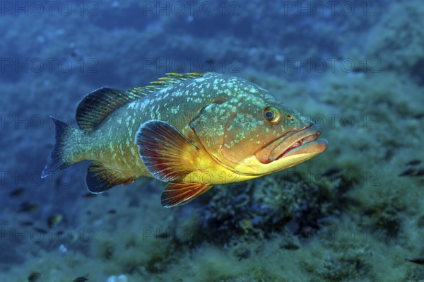 Large predatory fish Dusky Grouper (Epinephelus marginatus) in the background Rocky reef, Mediterranean Sea