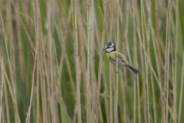 Blue tit (Cyanistes Caeruleus) adult bird on a Common reed plant stem, England, United Kingdom