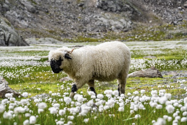 Valais Blacknose sheep (Ovis gmelini aries), in meadow with flowering white cotton grass, high alpine mountain valley, Obere Senner Egete, Stubai Alps, near Ridnaun, South Tyrol, Italy