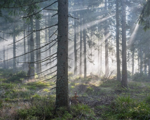 Natural spruce forest with morning fog, sunbeams break through the fog, at the Dreisesselberg, Bavarian Forest, Bavaria, Germany