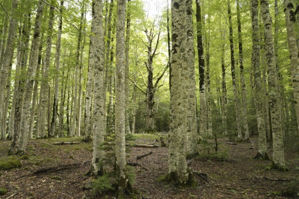 Forest in Ordesa y Monte Perdido National Park, Spain