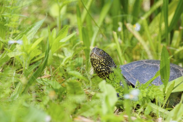 A European pond turtle (Emys orbicularis), makes its way through the green meadow next to the pond
