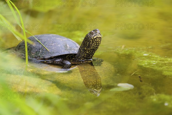 A European pond turtle (Emys orbicularis) rests in shallow water on a stone lying in the pond, surrounded by green riparian vegetation