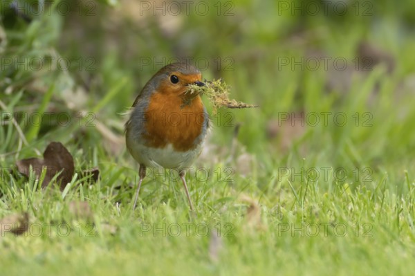 European robin (Erithacus rubecula) adult bird in an urban garden with nesting material in its beak in springtime, England, United Kingdom