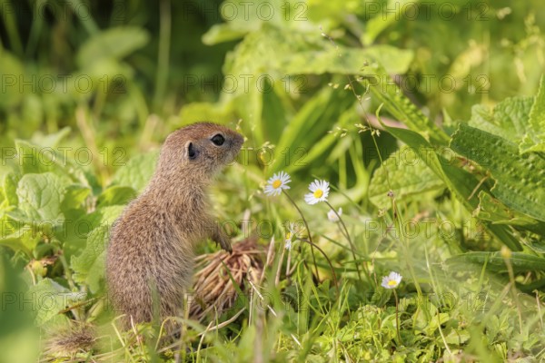 A young European ground squirrel (Spermophilus citellus) or European souslik stands in a meadow with tall green vegetation on a sunny day and eats from it