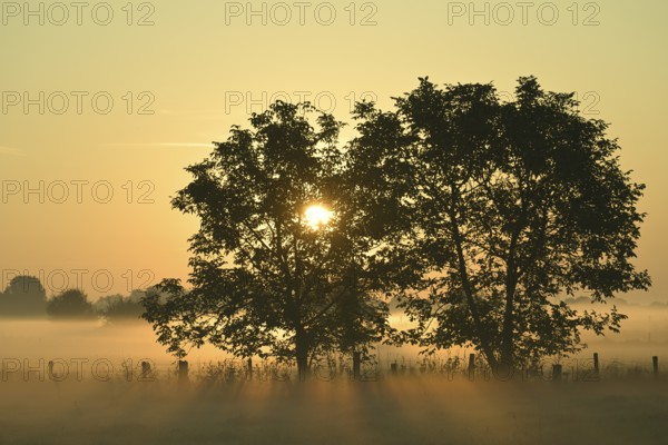 Deciduous trees at sunrise and ground fog, Lower Rhine, North Rhine-Westphalia, Germany