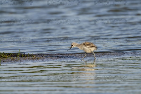 Avocet (Recurvirostra avosetta), chick foraging in the water, Texel, province of North Holland, Netherlands