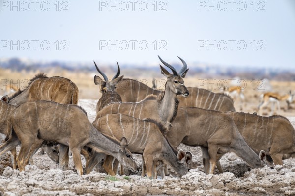 Greater kudu (Tragelaphus strepsiceros), herd, drinking at waterhole, Nxai Pan National Park, Botswana