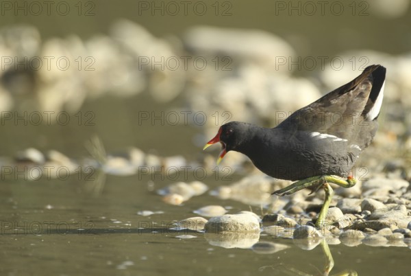 Green-footed moorhen (Gallinula chloropus) adult bird chasing off rivals in a gravel pit, Allgäu, Bavaria, Germany, Allgäu, Bavaria, Germany