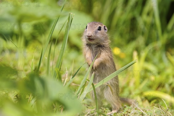 An adult European ground squirrel (Spermophilus citellus) or European souslik stands in a meadow with tall green vegetation on a sunny day