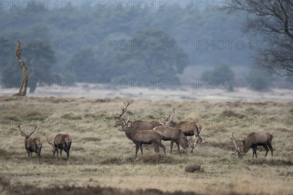 Together in peace... Red deer (Cervus elaphus), red deer herd, male red deer graze together in an open area outside the rutting season, no rivalry, native nature, Veluwe, Netherlands, Western Europe