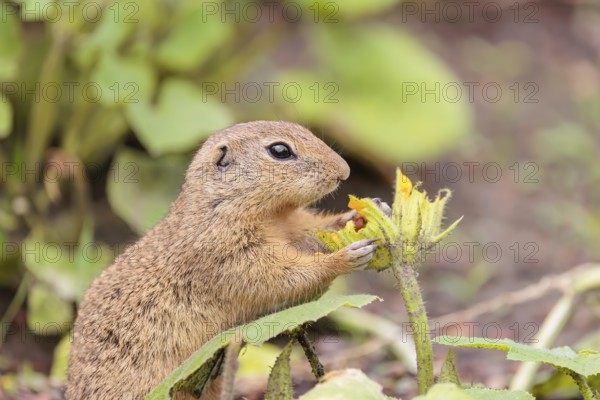 A European ground squirrel (Spermophilus citellus) or European souslik stands in an agricultural field and eats from the blossoms