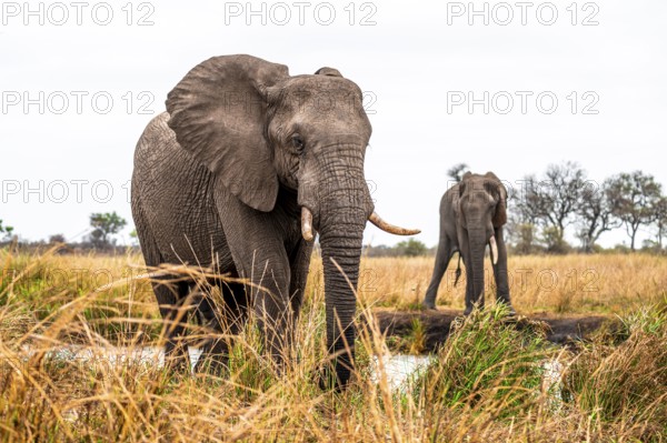 African elephant (Loxodonta africana), adult, two animals in dry grass, Kruger National Park, South Africa
