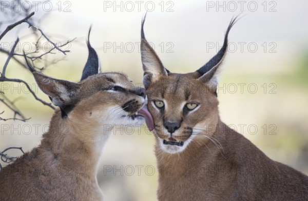 Caracal (Caracal caracal) portrait, Castile-La Mancha, Spain