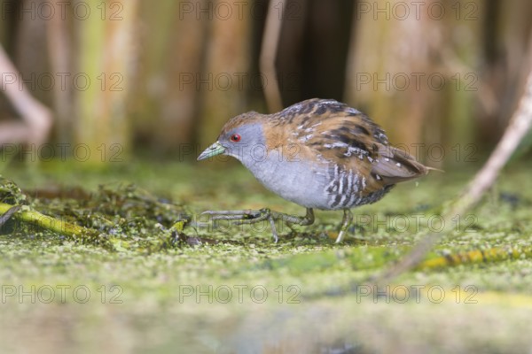 Baillon's Crake (Porzana pusilla palustris) foraging, Victoria, Australia