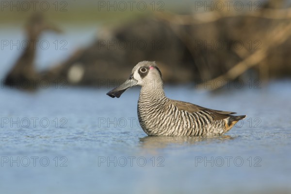 Pink-eared Duck (Malacorhynchus membranaceus), Victoria, Australia
