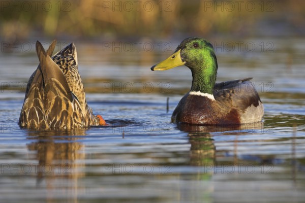 Mallard (Anas platyrhynchos), Berlin, Germany