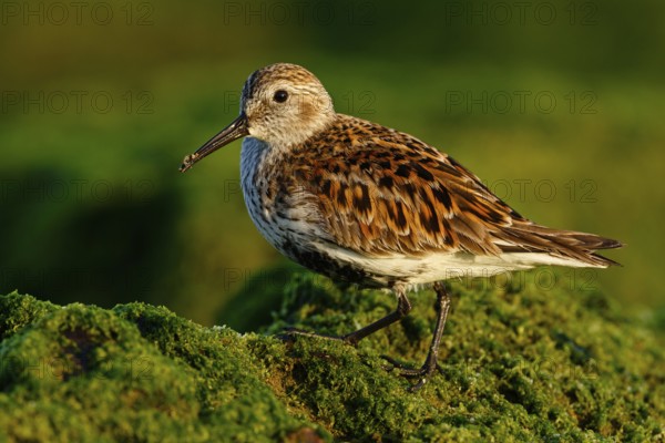 Dunlin (Calidris alpina), Asturias, Spain