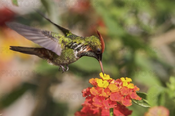 Frilled Coquette (Lophornis magnificus) flying and feeding at a flower in the Atlantic rainforest of southeast Brazil