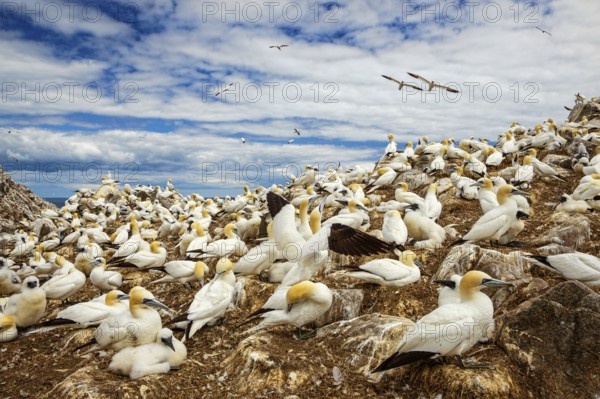 Northern Gannet (Morus bassanus) colony, Saltee Islands, Ireland
