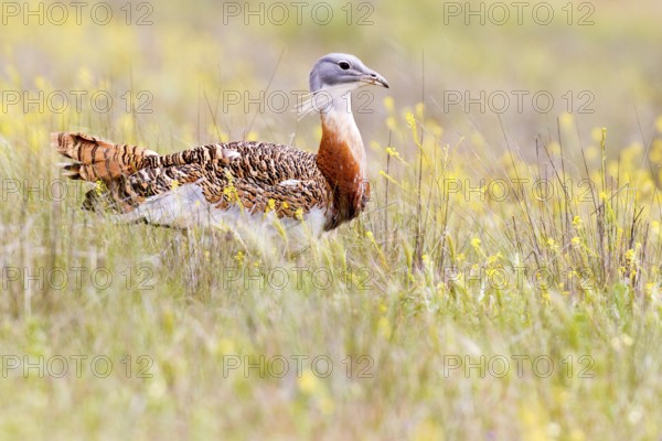 Great Bustard (Otis tarda), Castile, Spain