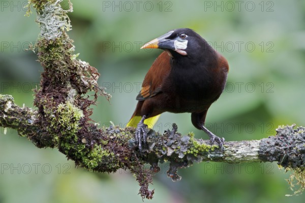Montezuma Orependola (Psarocolius montezuma) perched on a branch in Costa Rica, Central America