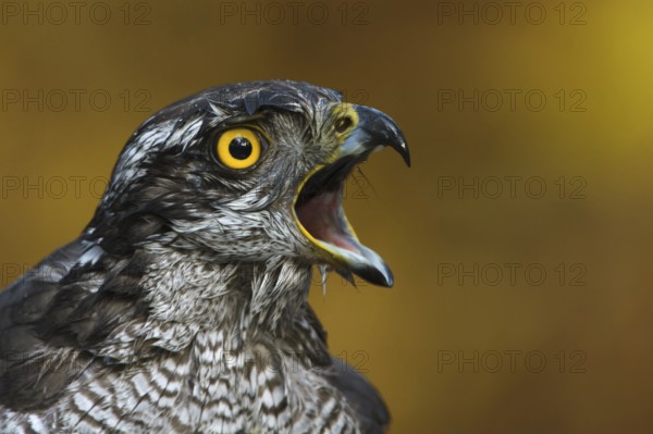 Northern Goshawk (Accipiter gentilis) female, Utrecht, Netherlands