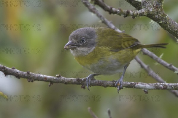Common Bush Tanager (Chlorospingus flavopectus peruvianus), Peru