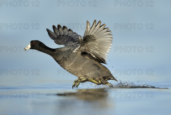 American Coot (Fulica americana), Texas, USA