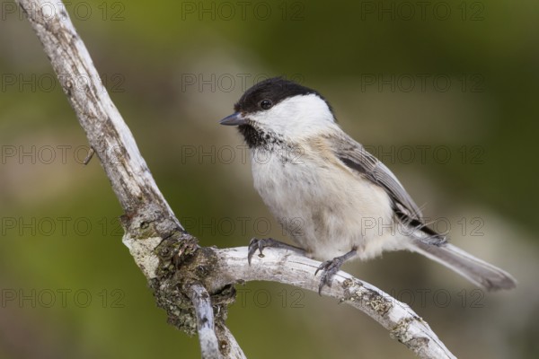 Willow Tit (Poecile montanus), Vorarlberg, Austria