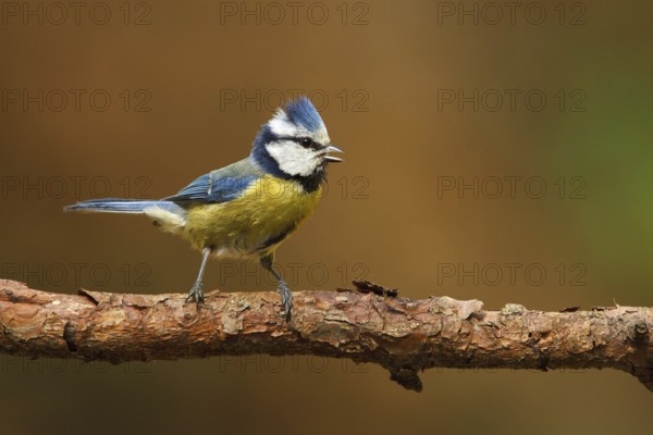 Eurasian Blue Tit (Cyanistes caeruleus) singing, Utrecht, Netherlands