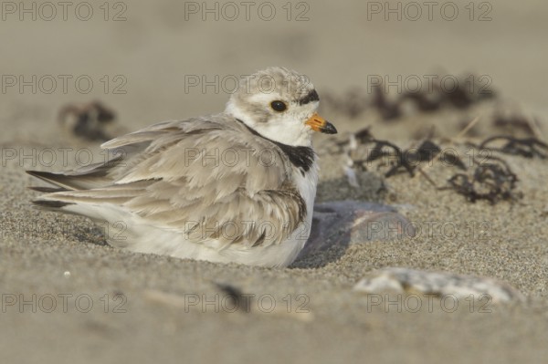 Piping Plover (Charadrius melodus), Newfoundland, Canada