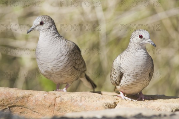 Inca Dove (Columbina inca), Texas, USA