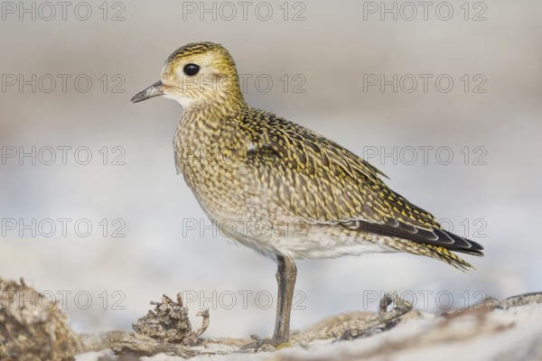 Goldregenpfeifer, Pluvialis apricaria European Golden Plover, Pluvialis apricaria