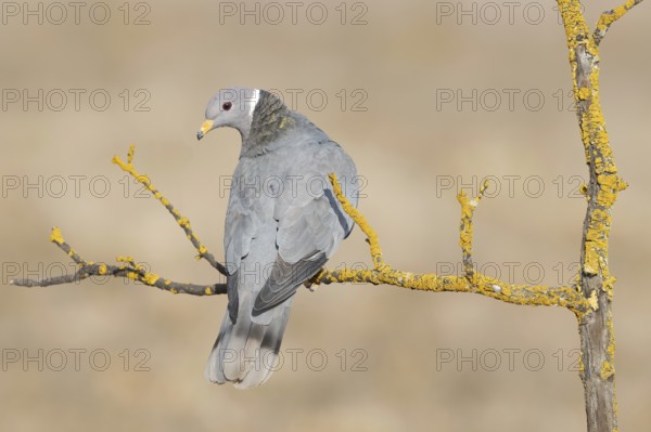 Band-tailed Pigeon (Patagioenas fasciata), California, USA