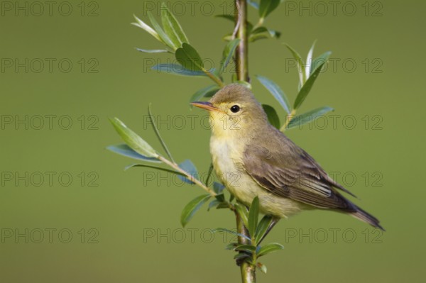 Icterine Warbler (Hippolais icterina), Baden-Wuerttemberg, Germany