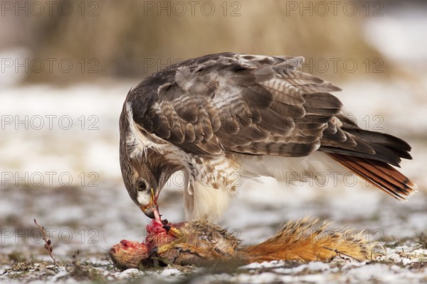 Red-tailed Hawk (Buteo jamaicensis), Michigan, USA