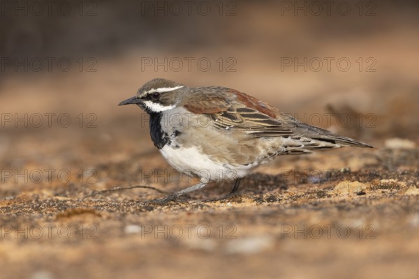 Chestnut Quail-thrush (Cinclosoma castanotum) young male perched on the ground, Victoria, Australia