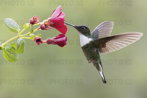 Collared Inca (Coeligena torquata) flying while feeding at a flower in Colombia, South America