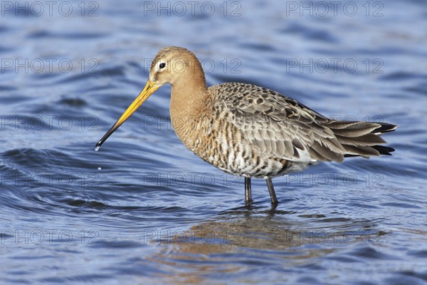 Black-tailed Godwit (Limosa limosa), Netherlands