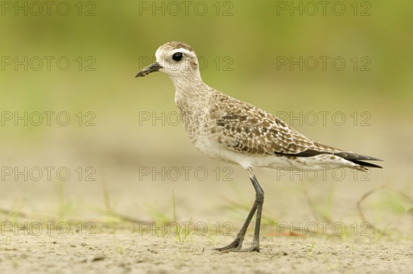 American Golden Plover (Pluvialis dominica), Alaska, USA
