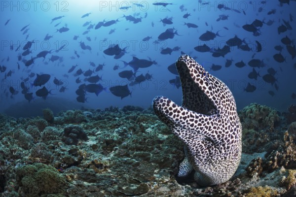 Große Netzmuräne, Gymnothorax favagineus, Rotzahn-Drückerfisch, Odonus niger Laced Moray, Gymnothorax favagineus, Redtoothed Triggerfish, Odonus niger