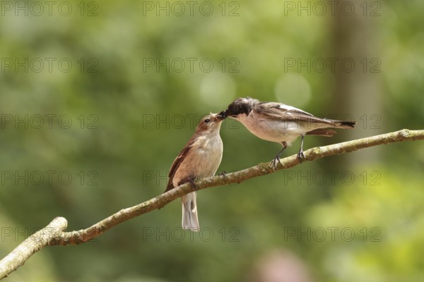 European Pied Flycatcher (Ficedula hypoleuca), Lower Saxony, Germany